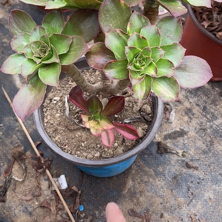 437嫁接魅影七彩砍过多肉植物福利