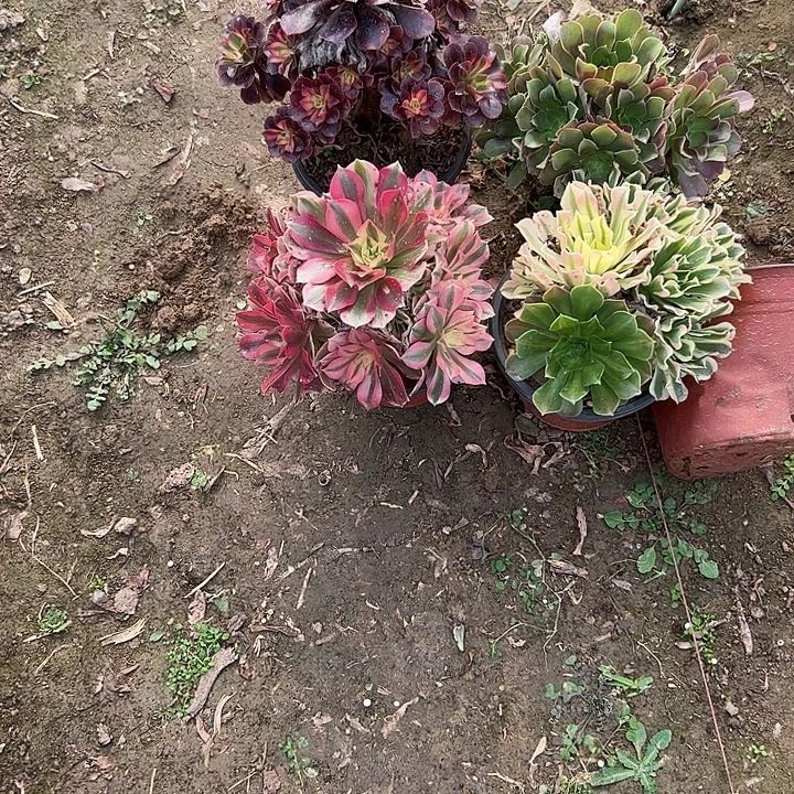 不包侧枝一物一拍45