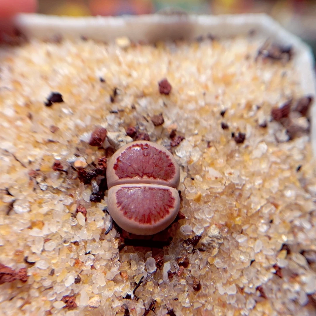 33号带盆盆包邮发货