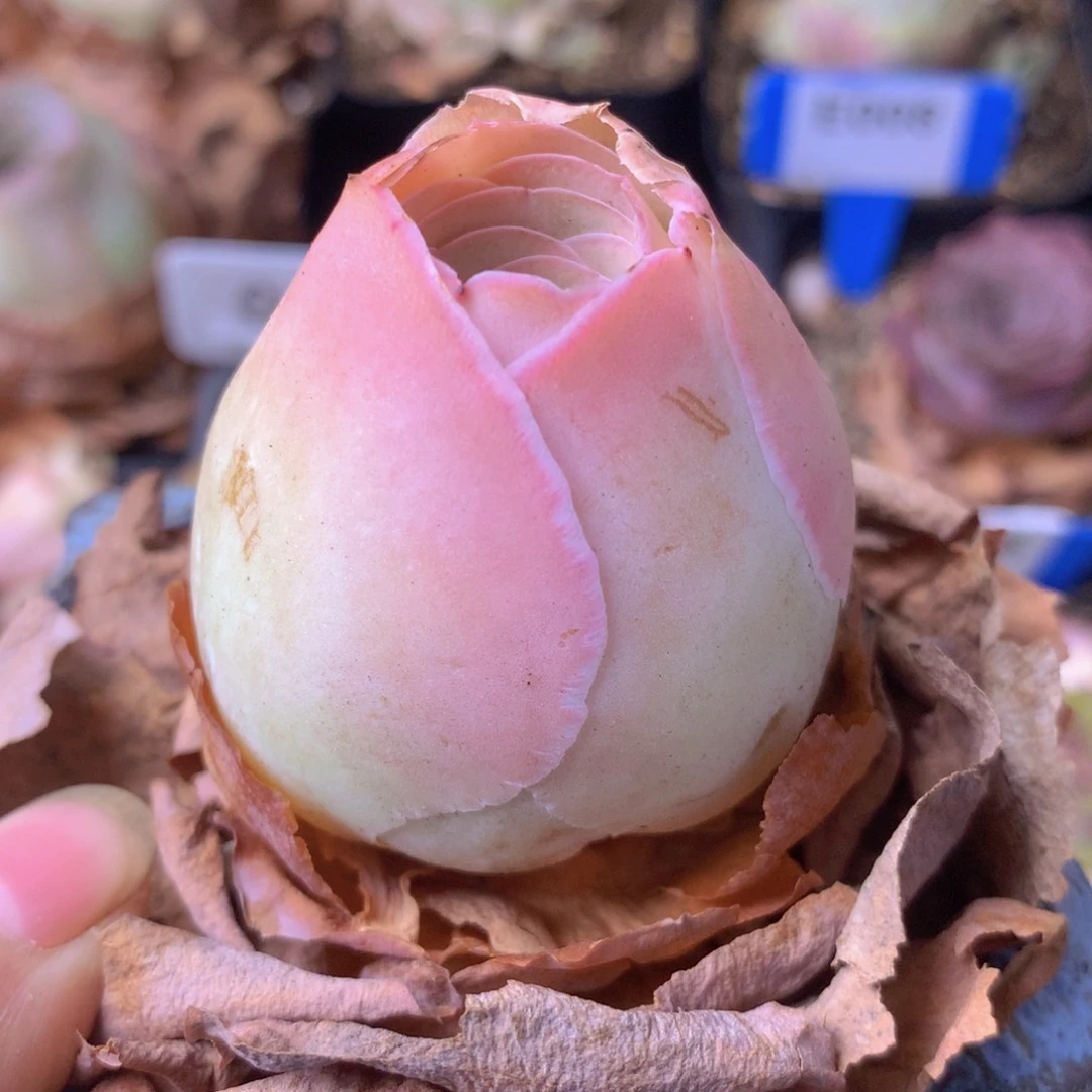 一物一拍星辰福利527