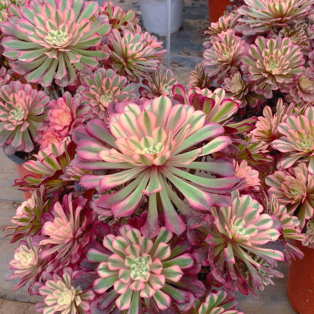 红铜超白老桩多肉32.8