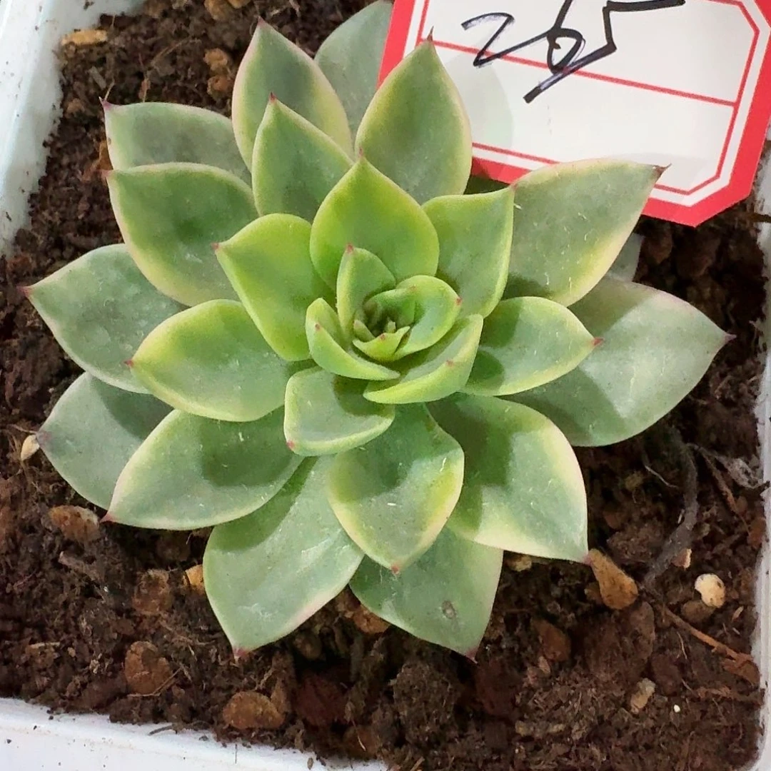 265三单包邮非偏远