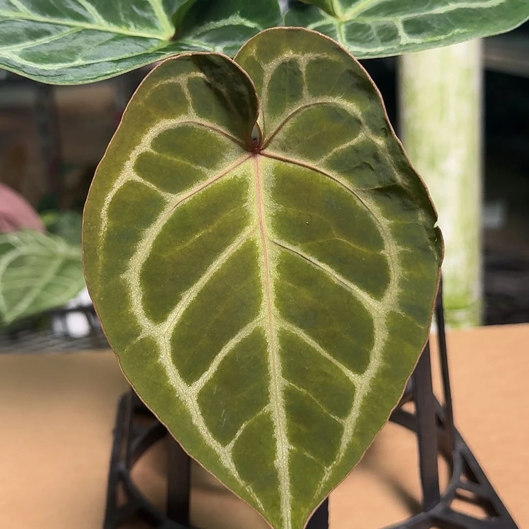 完全开放Y185花烛一物一拍