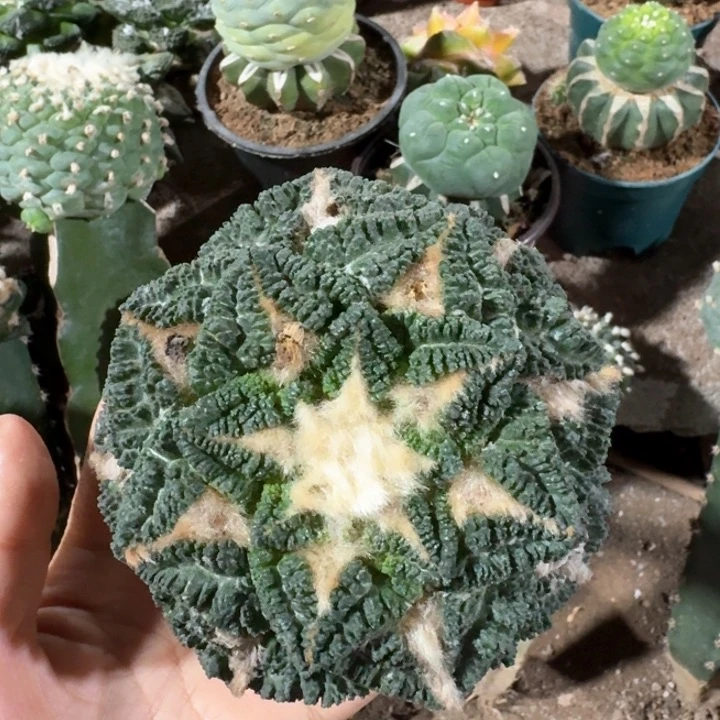 ?****鱼0653大尤龟甲牡丹仙人球