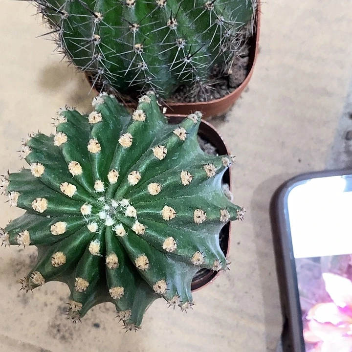 桃花眼➕江南13，3679900