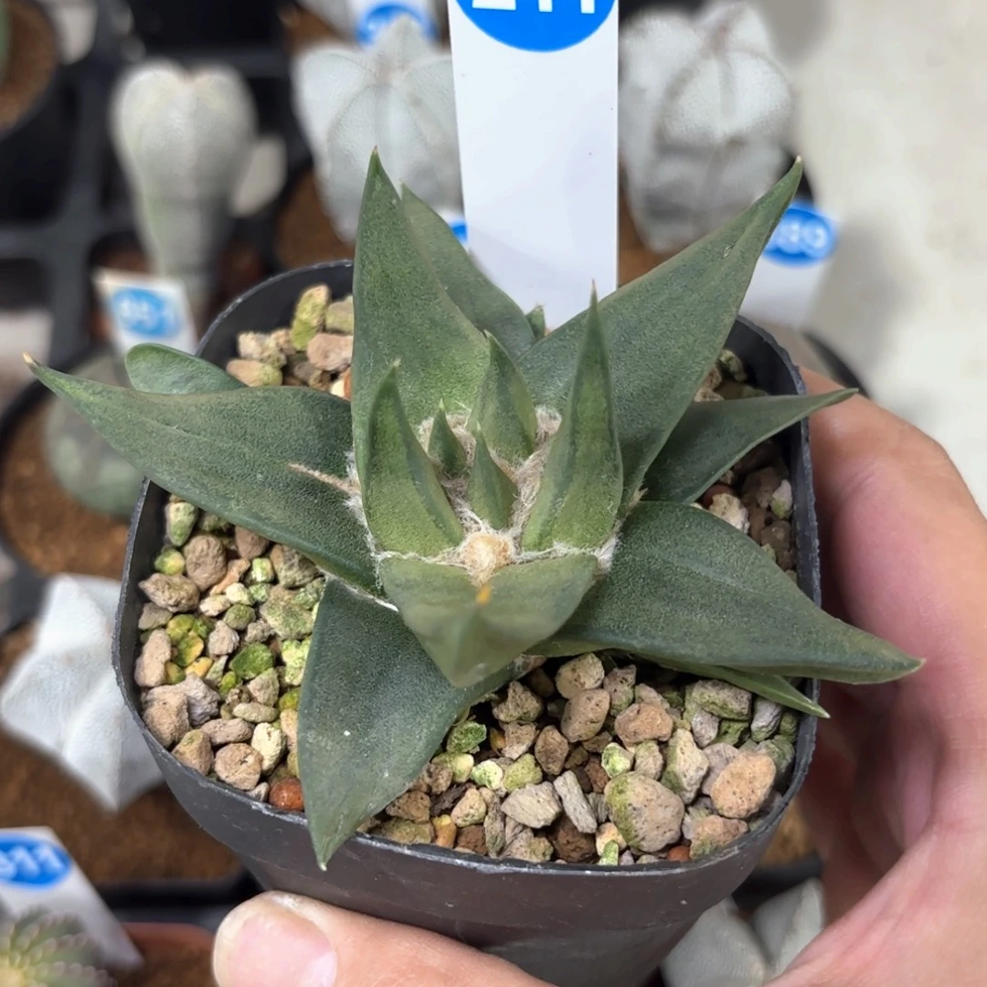 211实生龙牙牡丹带盆带土