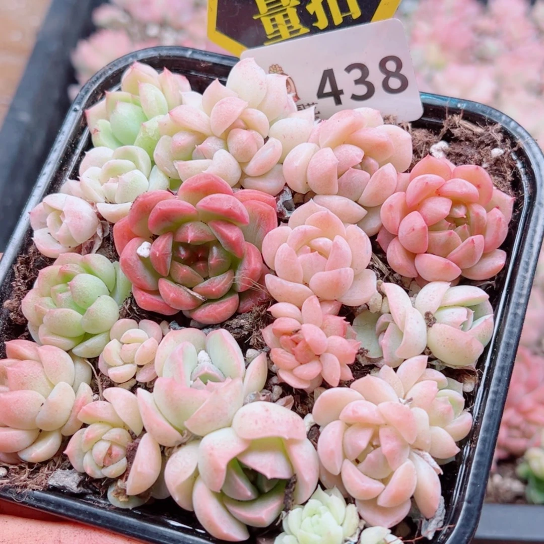 多肉植物多肉植物