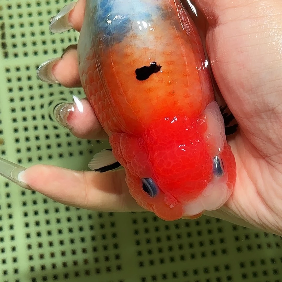 无***)金鱼拍包装包邮，不拍包装运费到付