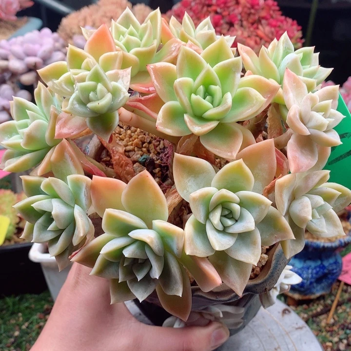 欢喜多肉一物一161