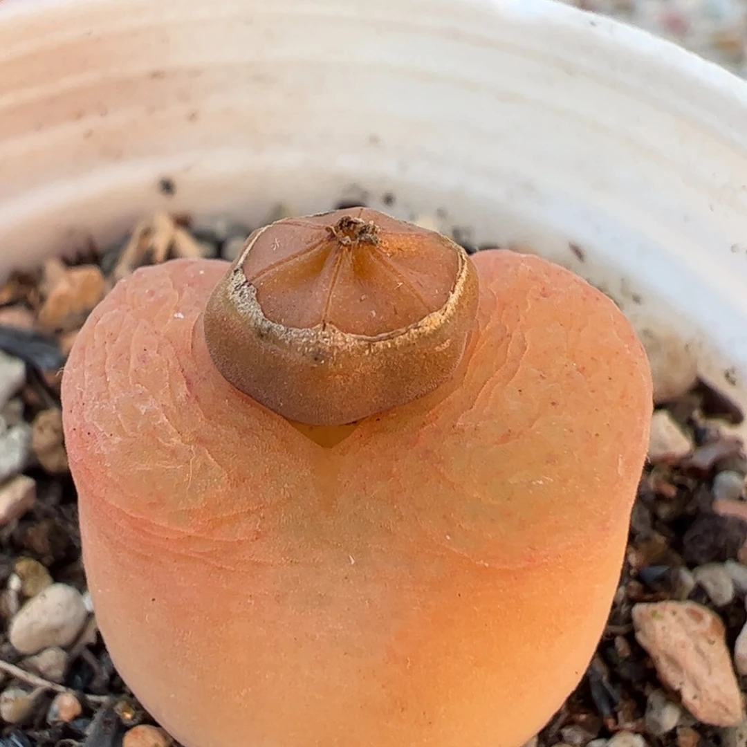 多肉植物百科758