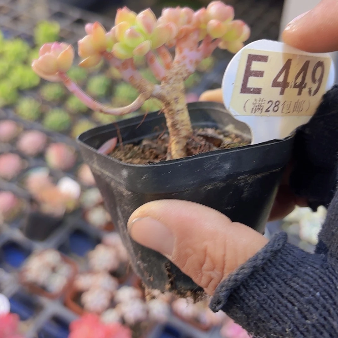 开***nE449马库斯一物一拍