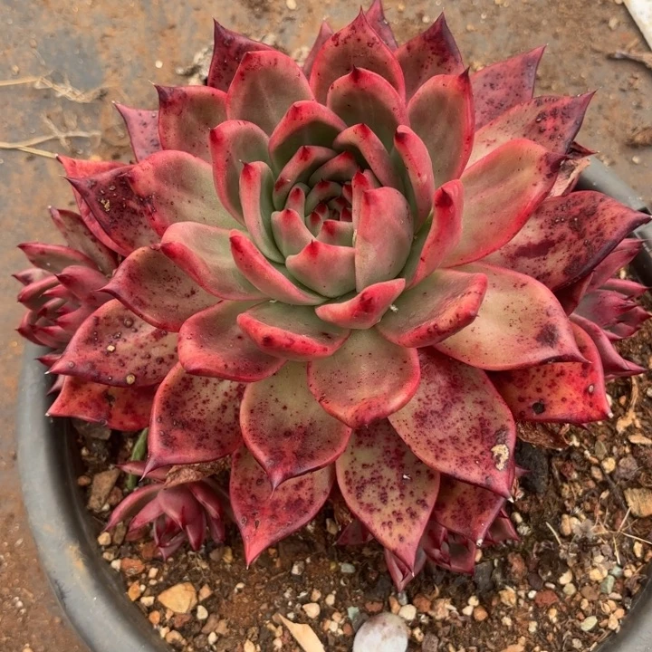 思***兮菩萨。 28。            多肉