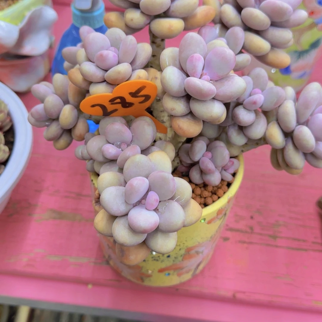 E*285多肉植物一物一拍