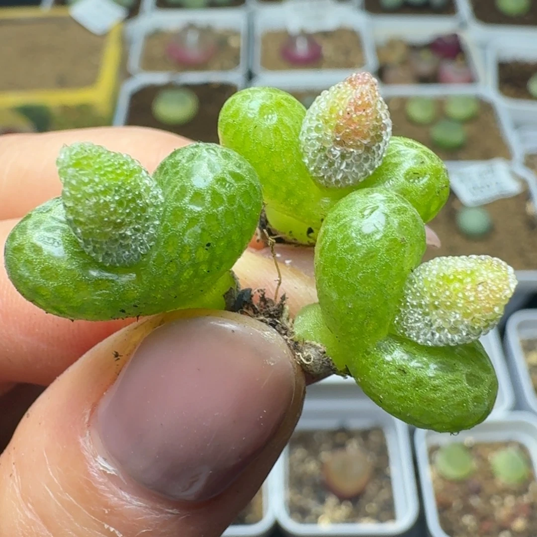 4631三颗妖奇玉带花苞