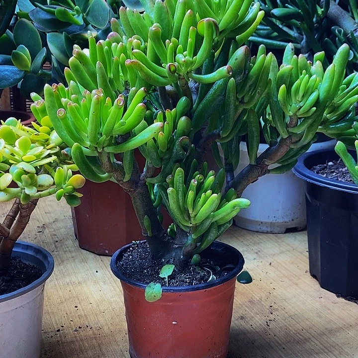 吸财树一物一拍多肉植物