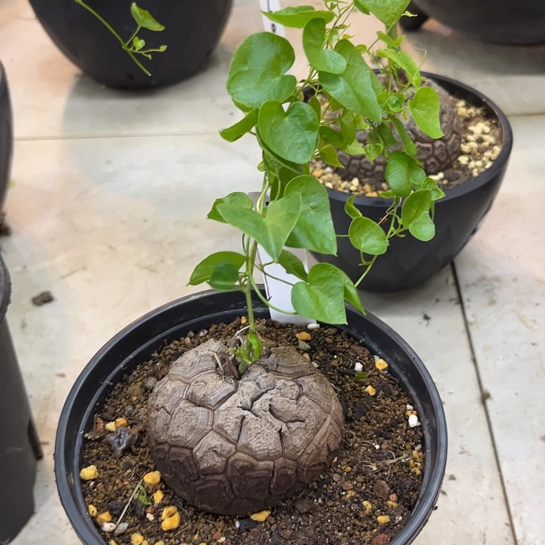 汤圆植物龟甲龙K09