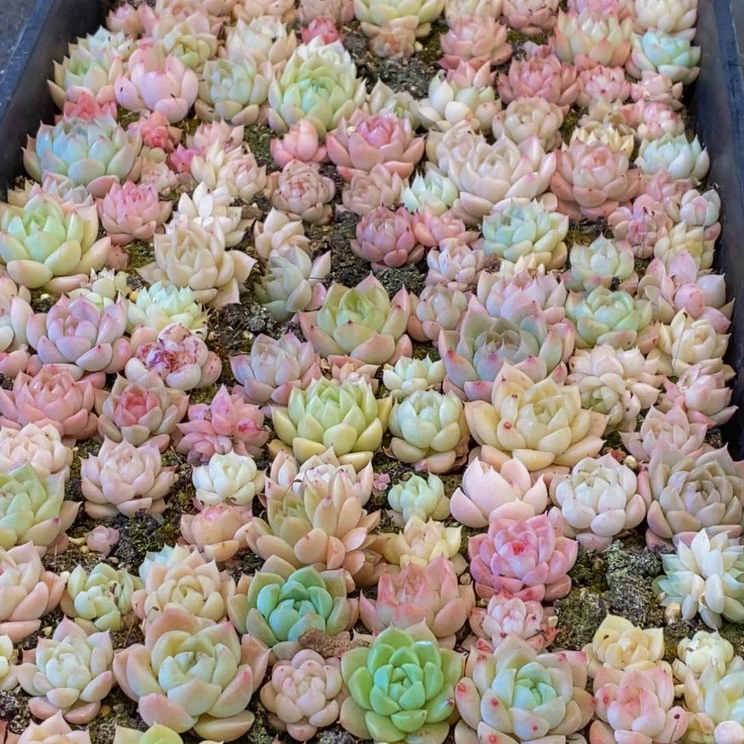 189多肉植物保护研究所所长助理研究员和