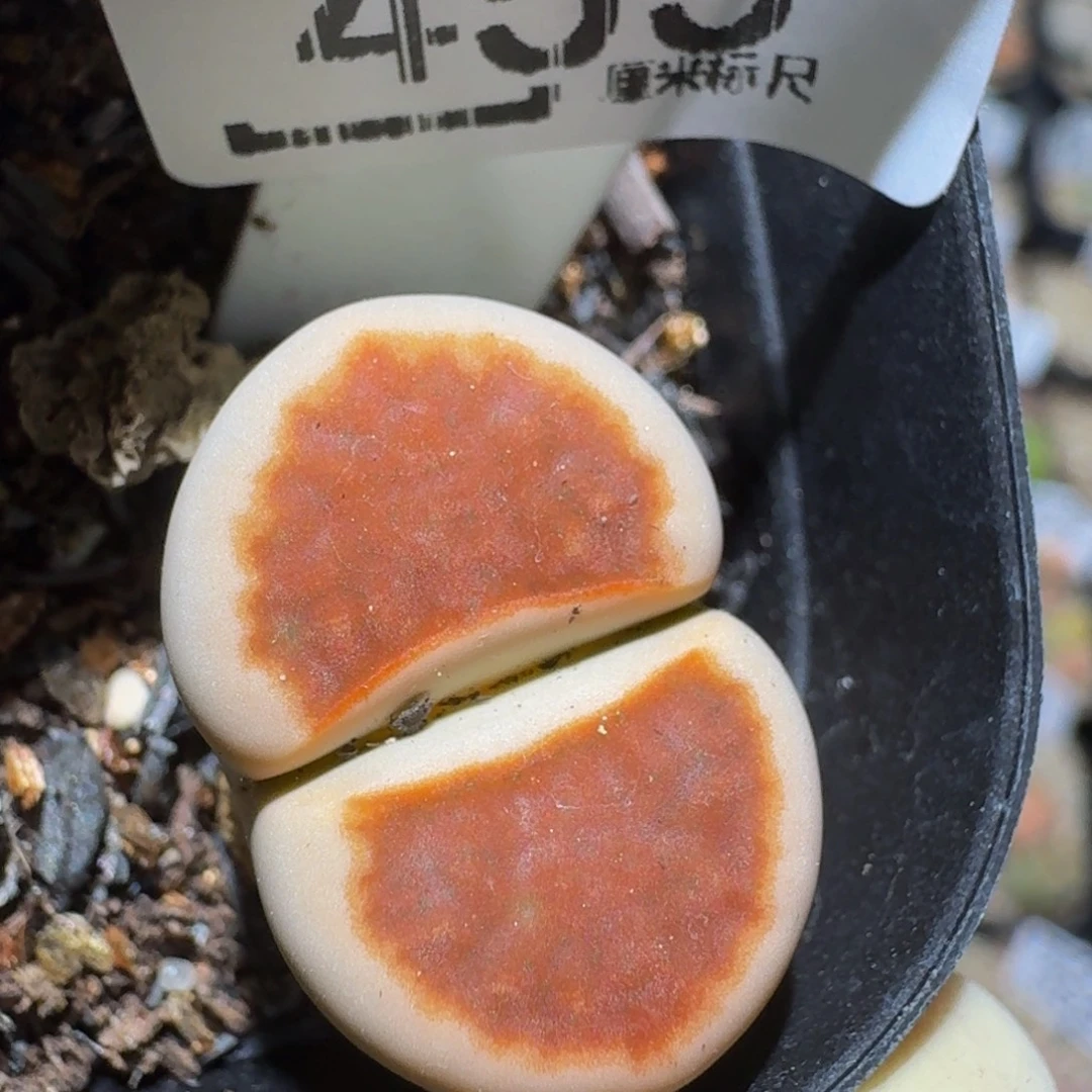 zzzzz生石花肉锥455朱唇