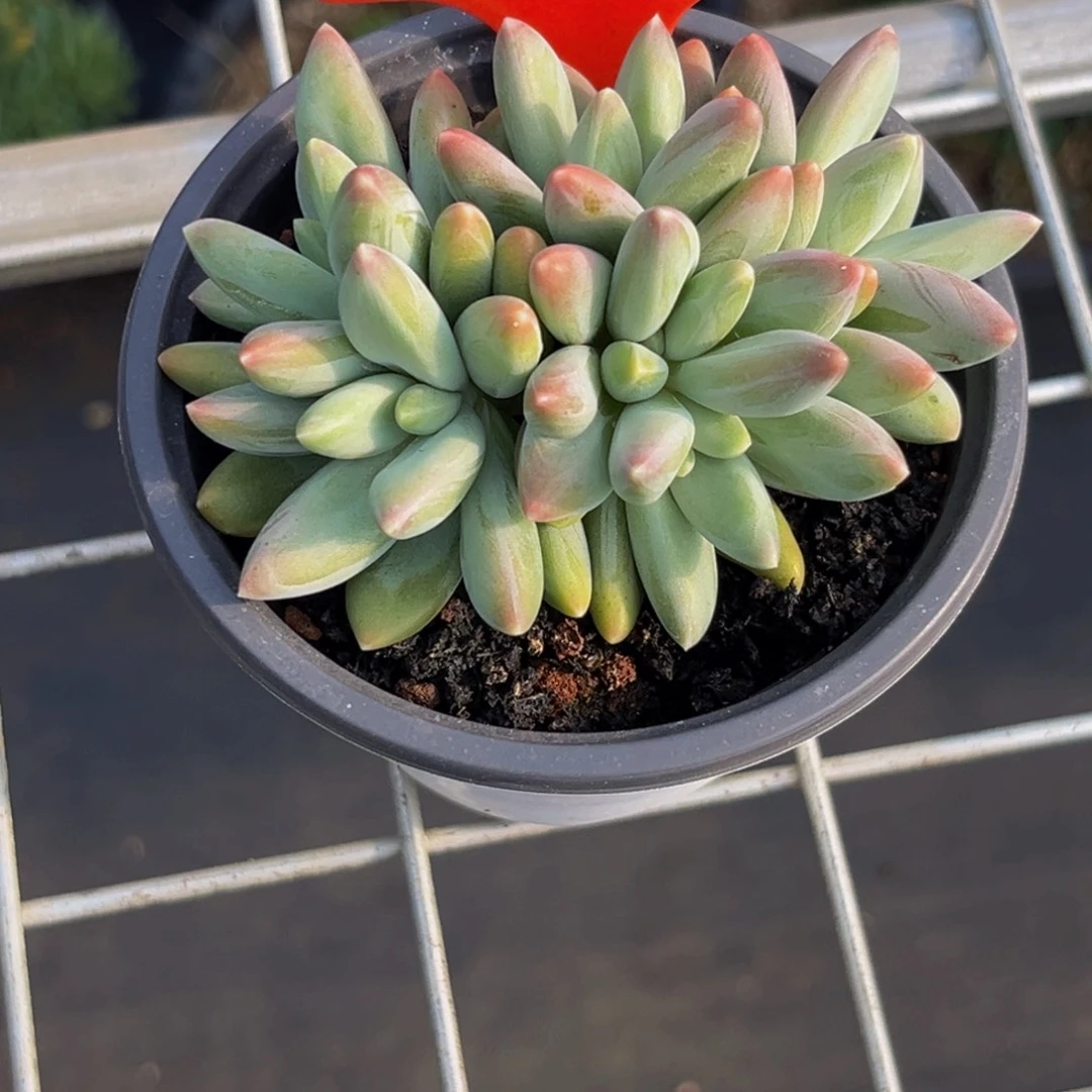 1376下午多肉植物群生