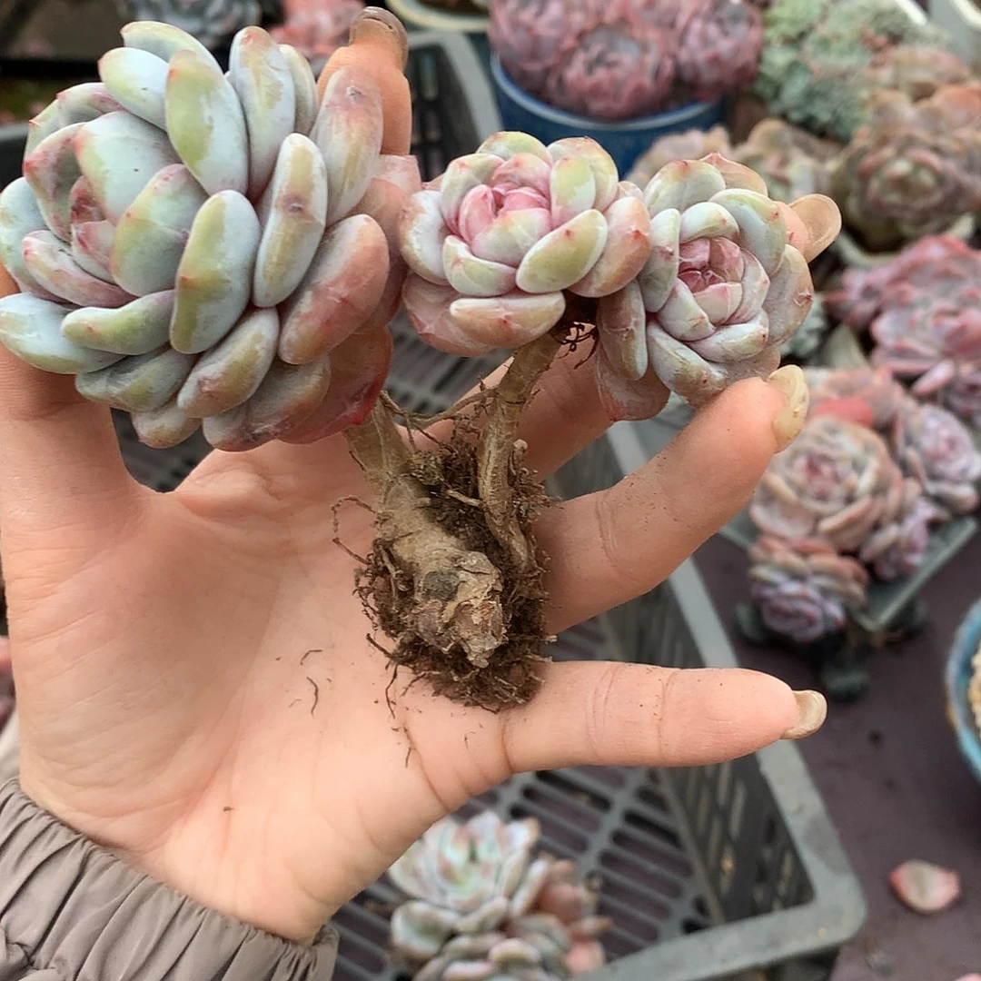 哈哈哈哈哈哈哈哈哈石榴籽