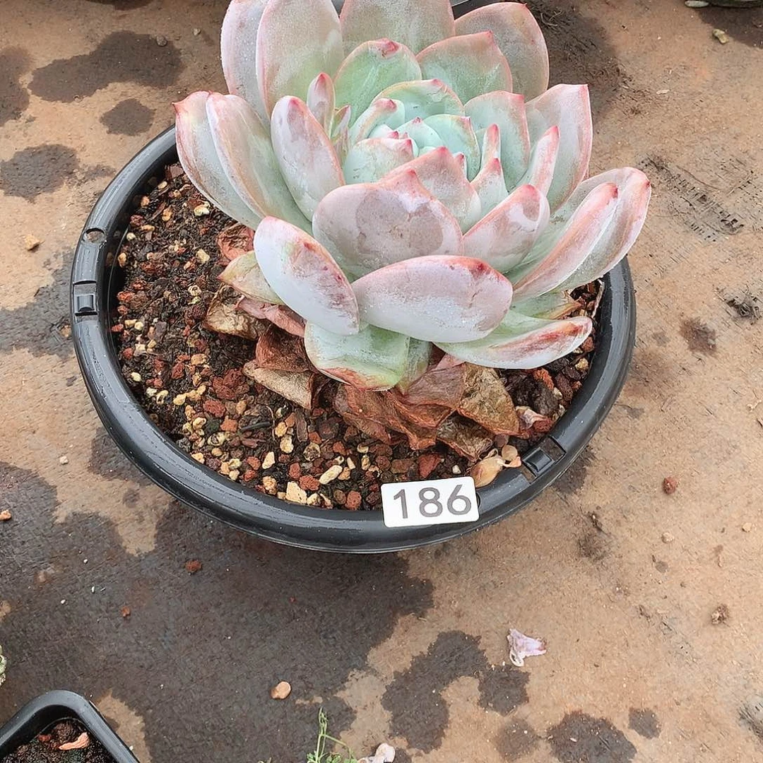 186 一物一拍多肉