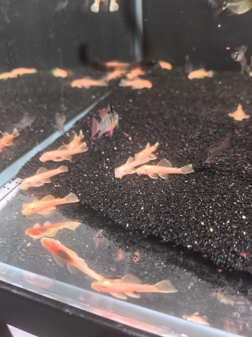 黄金胡子工具鱼清洁除藻