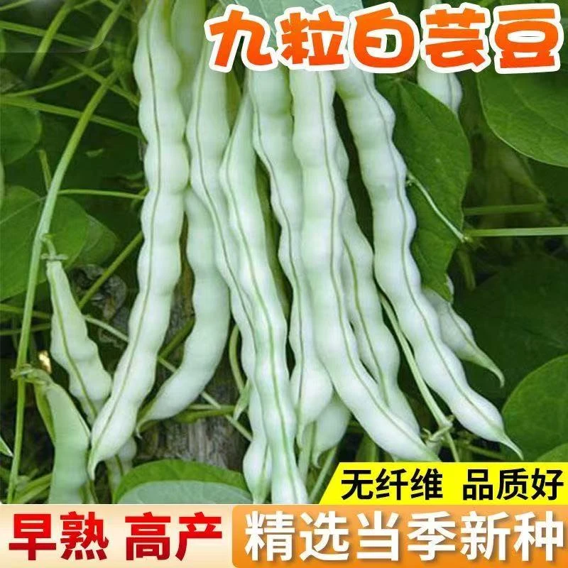 超级九粒白芸豆种子白不老豆角种子四季菜种子老来少豆籽早熟高产