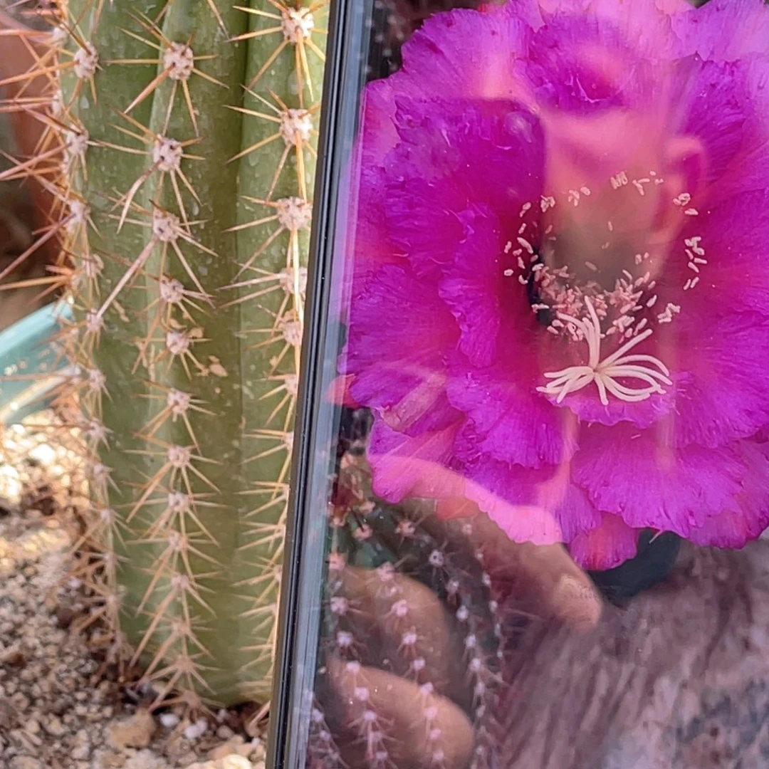 流苏 脱土脱盆摘花满20包邮