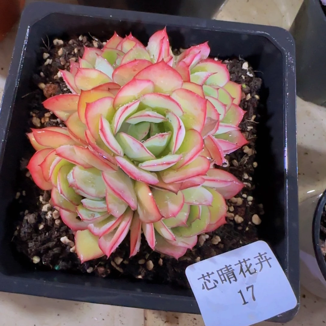 多肉很小看清楚下单拒绝非品质售后 17