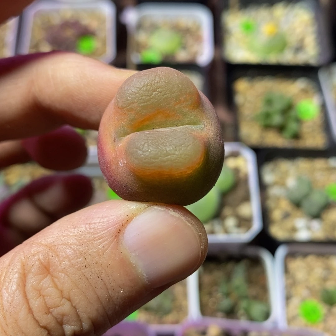 2.3漂亮多肉植物96