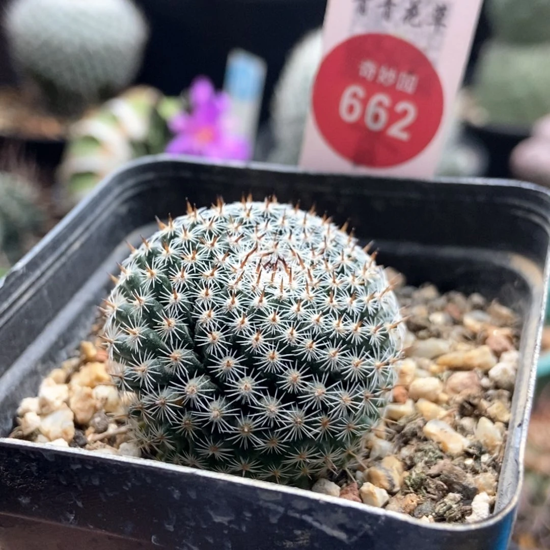 实生欧系恋山彦3.4cm