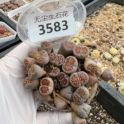 3583，菊化石切糕带盆发货