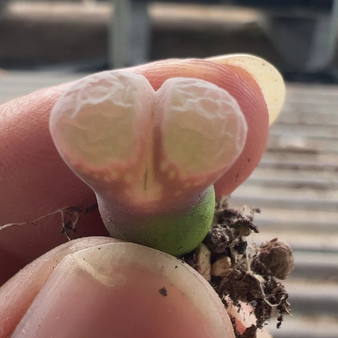 一物一拍紫红流沙风铃。 552