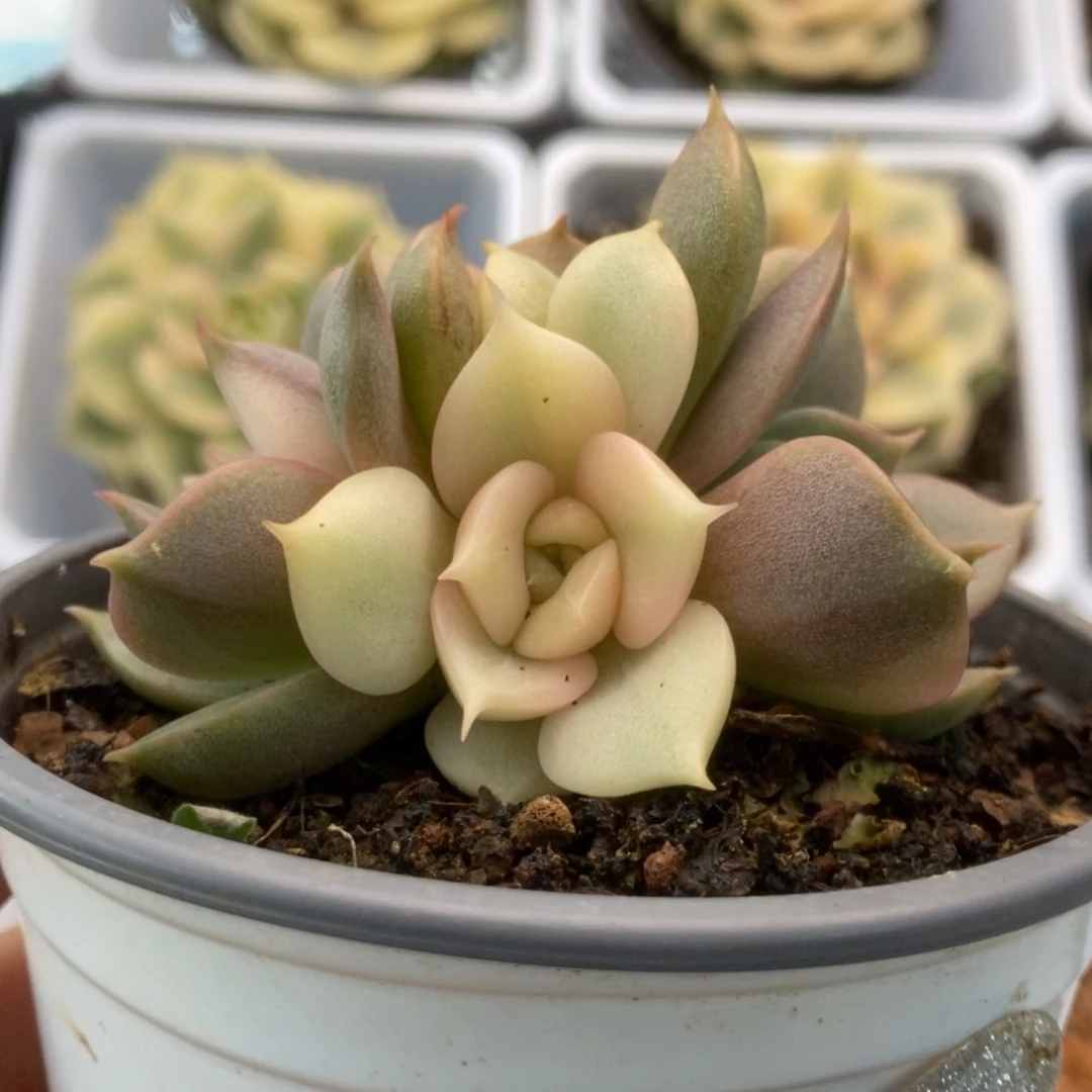 189贝加尔湖锦锦锦锦锦锦