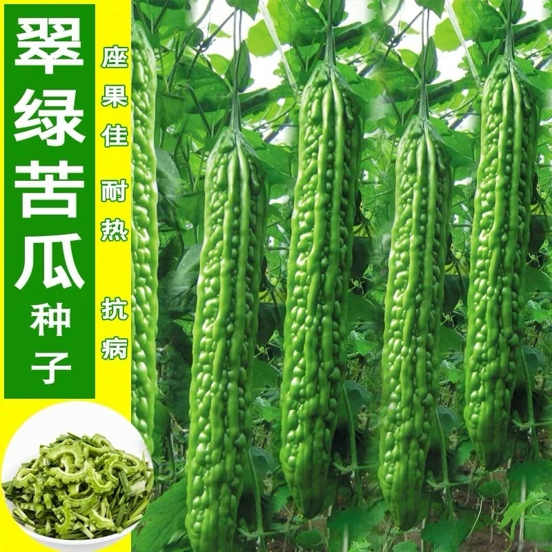 【满5包包邮】苦瓜种籽老品种白苹果苦瓜种子大全四季庭院阳台蔬