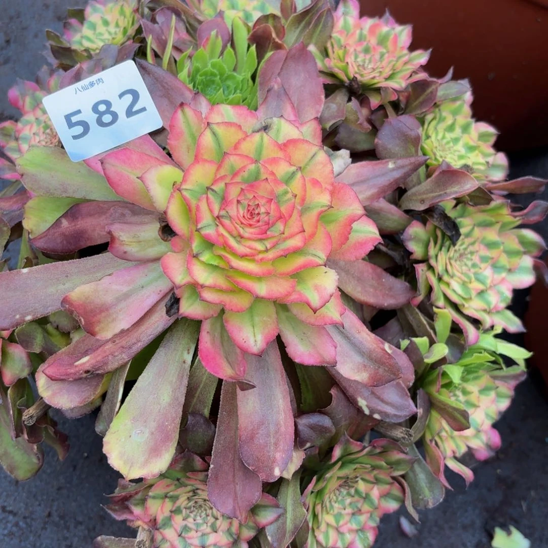 爱****太582多肉植物不知名