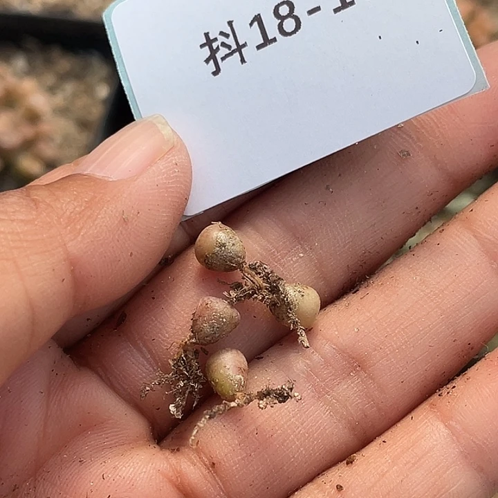 ?**u18-10肉锥多肉植物