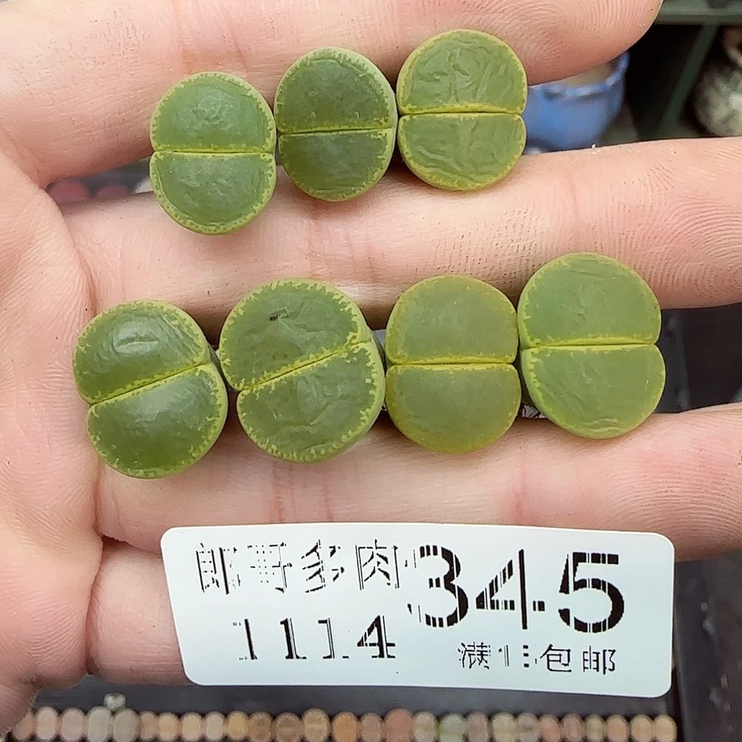 满满18包邮1114-345