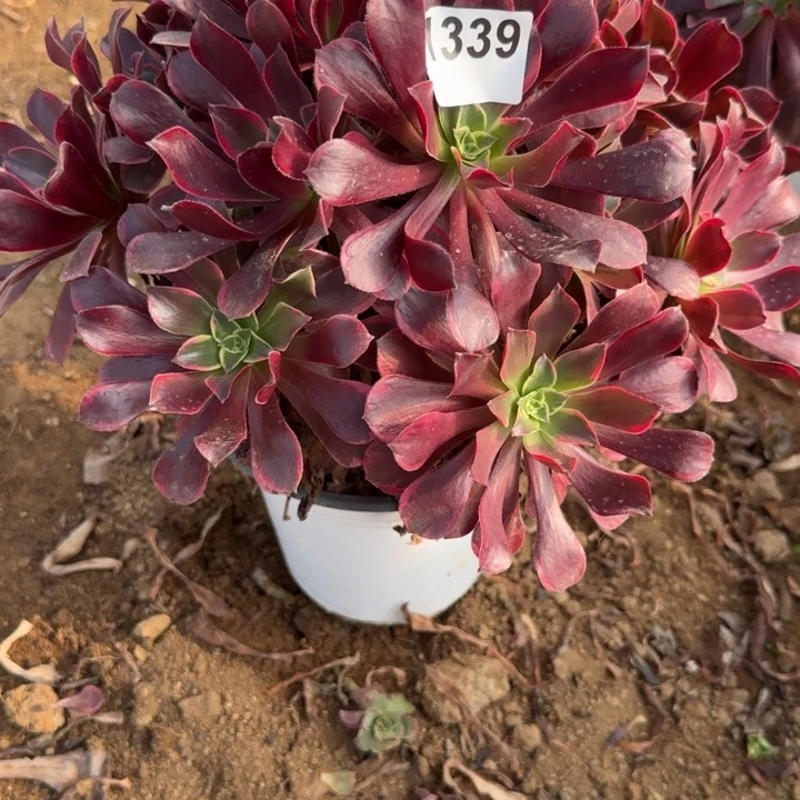 1339金丝清棚处理不包断枝