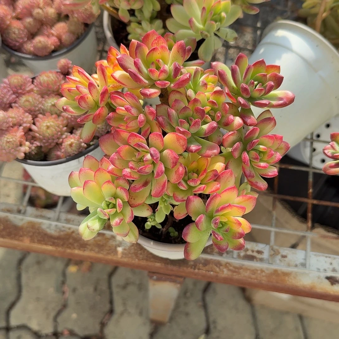 小叮当锦多肉植物精品