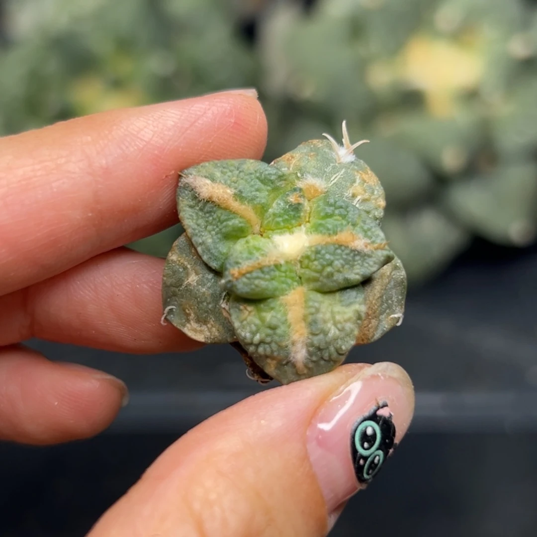 郝*522 仙人球的比赛 有根