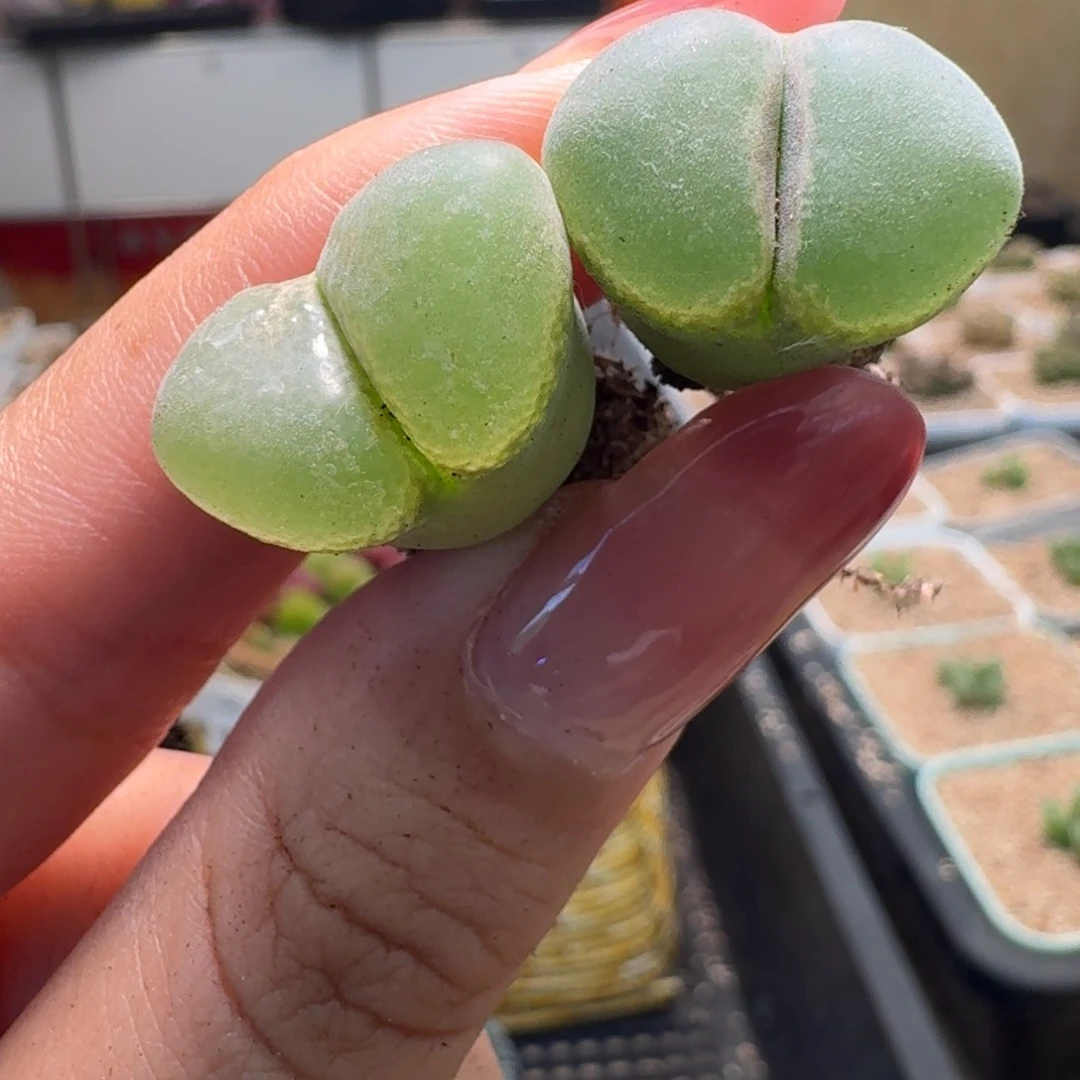 松***酒美丽的多肉呀29-28