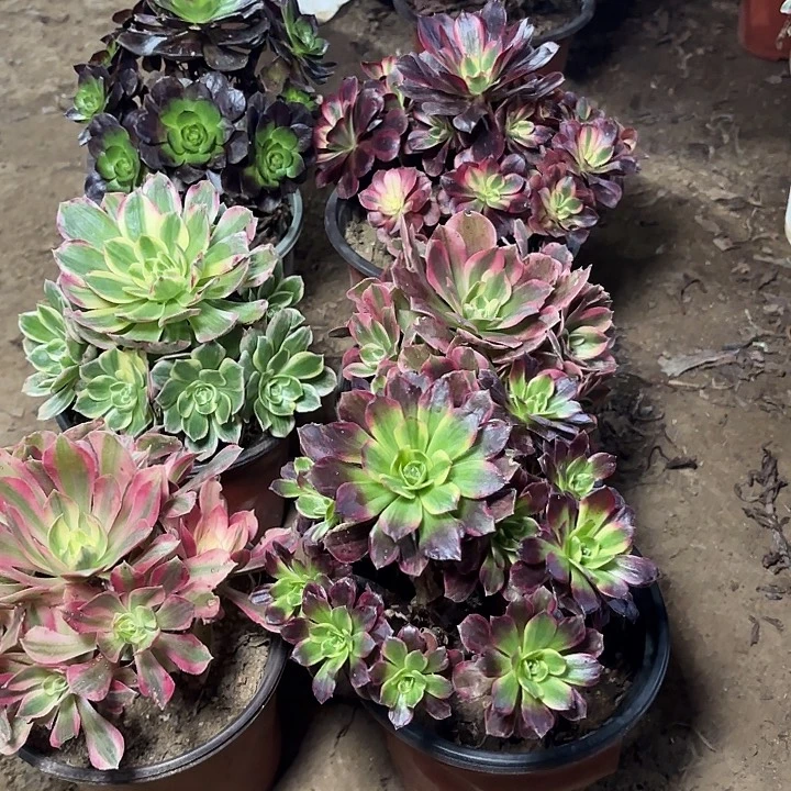 多肉植物法师6颗83