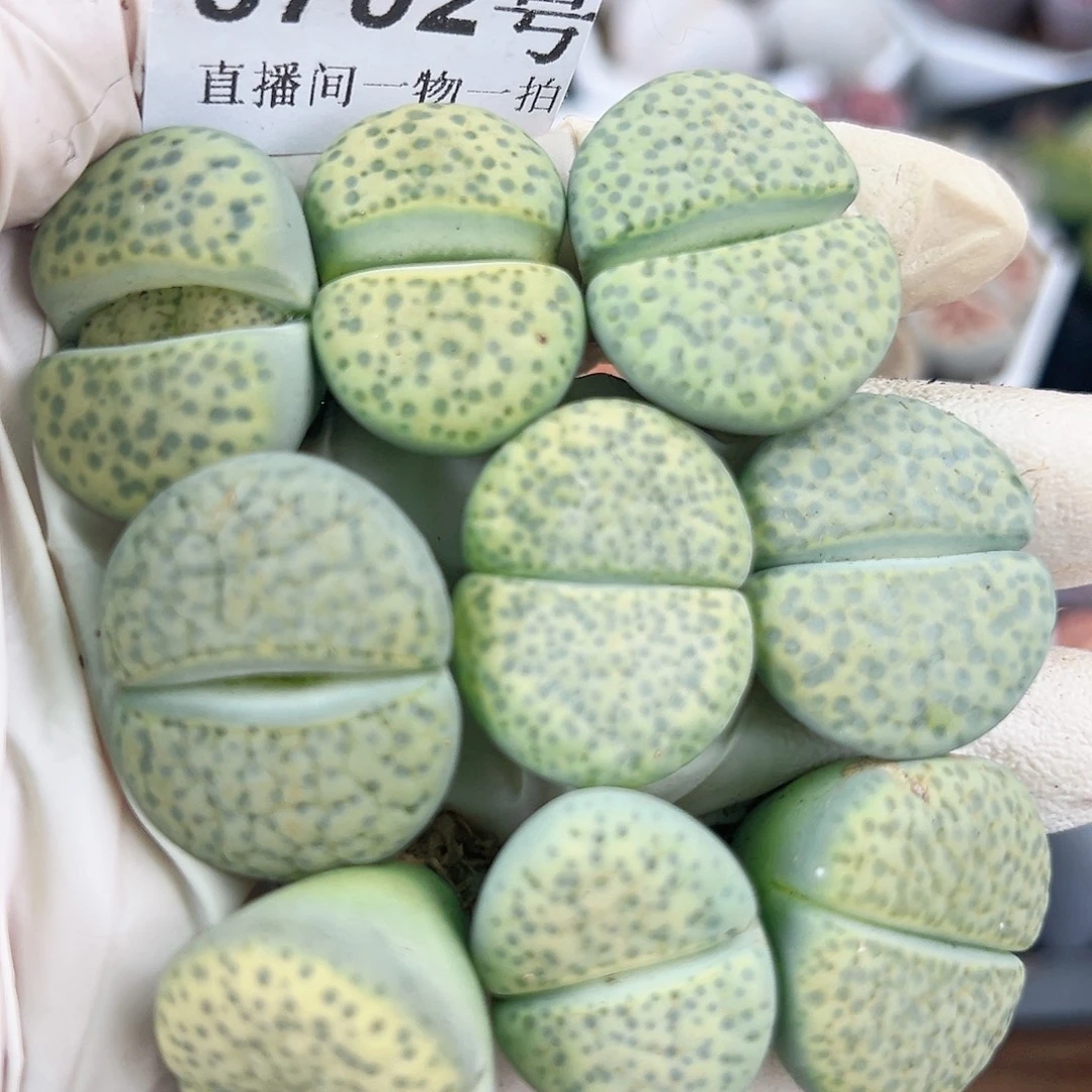 8702 好养易活生石花大母本9个