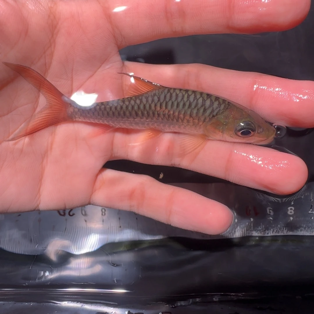 海水鱼缅甸盈江盈江结鱼