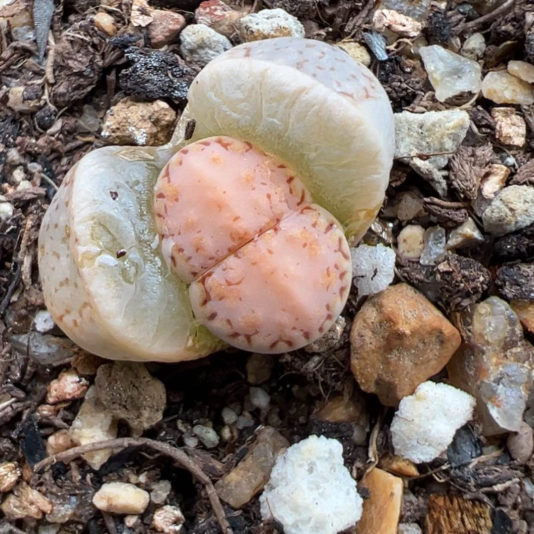 2.19好看的多肉379