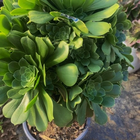 绿玫瑰多肉植物74多肉