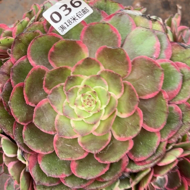036粉花妖诺米多肉法师锦无根
