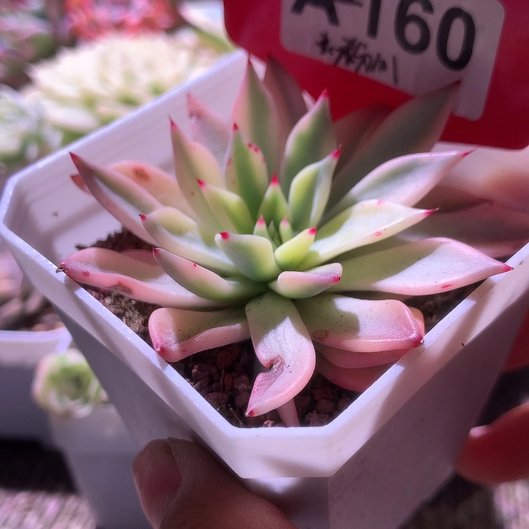 粉爪覆轮锦又恨有