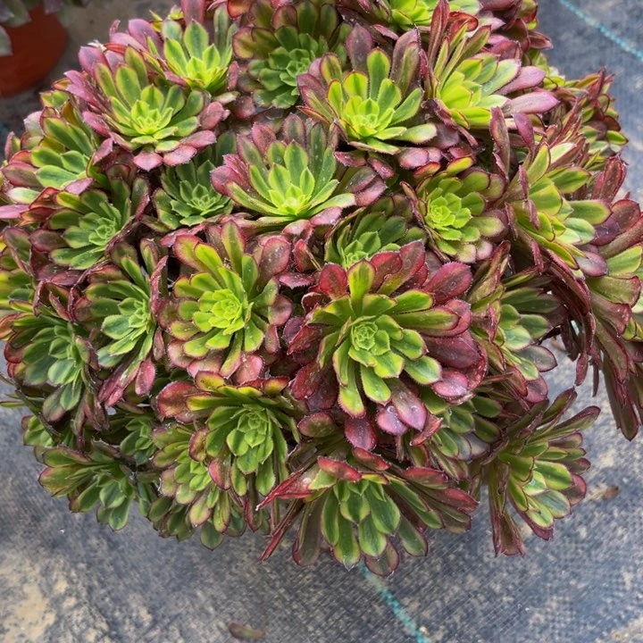 394多肉植物一物一拍